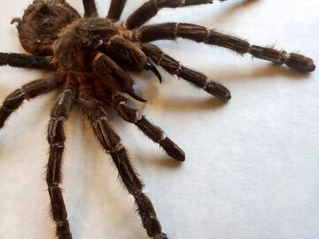 (عکس) این عنکبوت غول‌پیکر ۳ برابر موش است!