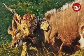 ببینید| پلنگ، نیالای عظیم‌الجثه را شکار کرد