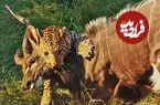ببینید| پلنگ، نیالای عظیم‌الجثه را شکار کرد