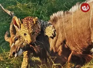 ببینید| پلنگ، نیالای عظیم‌الجثه را شکار کرد