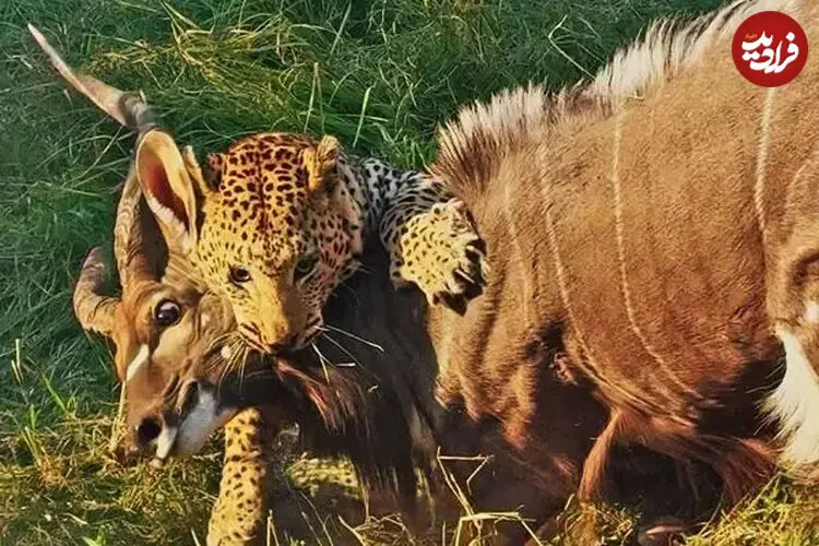 ببینید| پلنگ، نیالای عظیم‌الجثه را شکار کرد