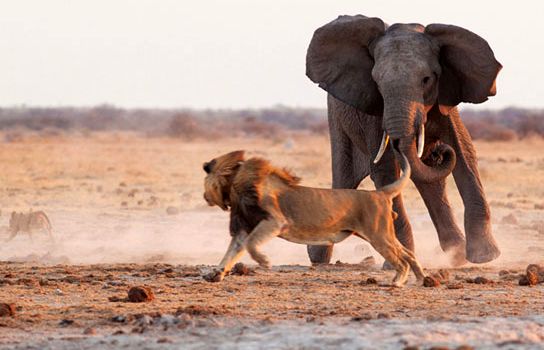 (ویدیو) فرار بزدلانه شیر نر در برابر گله فیل ها!
