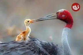 آیا انسان‌ها می‌توانند با حیوانات گفت‌وگو کنند؟