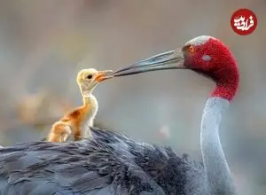آیا انسان‌ها می‌توانند با حیوانات گفت‌وگو کنند؟