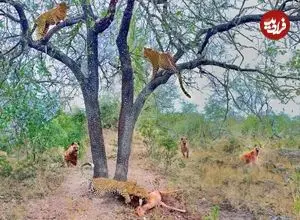 ببینید| سرعت فوق العاده پلنگ در بالابردن لاشه ایمپالا به بالای درخت از ترس کفتارها!