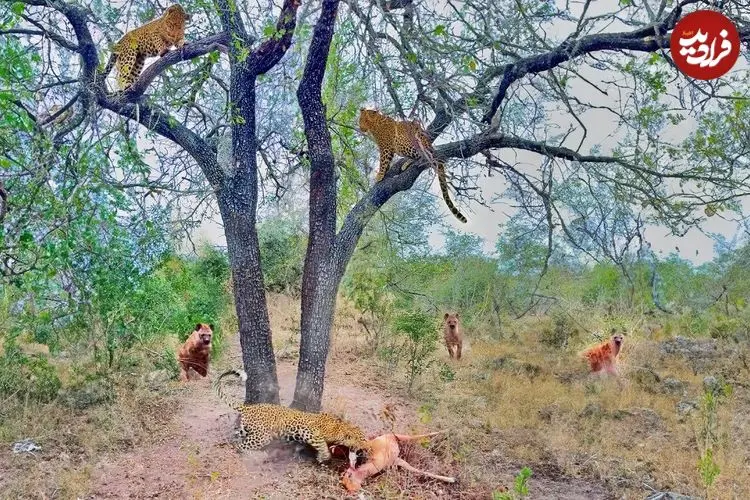 ببینید| سرعت فوق العاده پلنگ در بالابردن لاشه ایمپالا به بالای درخت از ترس کفتارها!