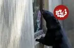 مهمان ناخوانده در ژاپن؛ خرس گرسنه در آشپزخانه سر یخچال رفته بود