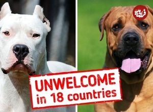 ۸ نژاد سگ که در کشورهای مختلف دنیا ممنوع هستند