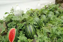 (ویدئو) یک ایده خلاقانه برای پرورش هندوانه در لاستیک قدیمی خودرو در خانه