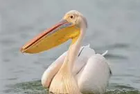 (ویدئو) ویدیویی باورنکردنی از لحظه خوردن ماهی توسط یک پلیکان وسط آسمان