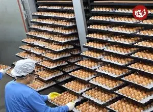 ببینید| مراحل دیدنی فرآوری و بسته بندی میلیون ها تخم مرغ در کره جنوبی