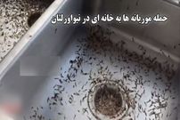 ببینید؛ حمله وحشتناک موریانه‌ها به خانه‌ای در حومه نیواورلئان