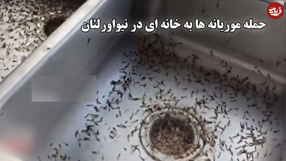 ببینید؛ حمله وحشتناک موریانهها به خانهای در حومه نیواورلئان