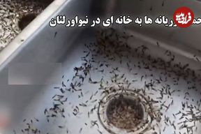 ببینید؛ حمله وحشتناک موریانه‌ها به خانه‌ای در حومه نیواورلئان