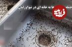 ببینید؛ حمله وحشتناک موریانه‌ها به خانه‌ای در حومه نیواورلئان