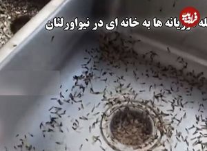 ببینید؛ حمله وحشتناک موریانه‌ها به خانه‌ای در حومه نیواورلئان