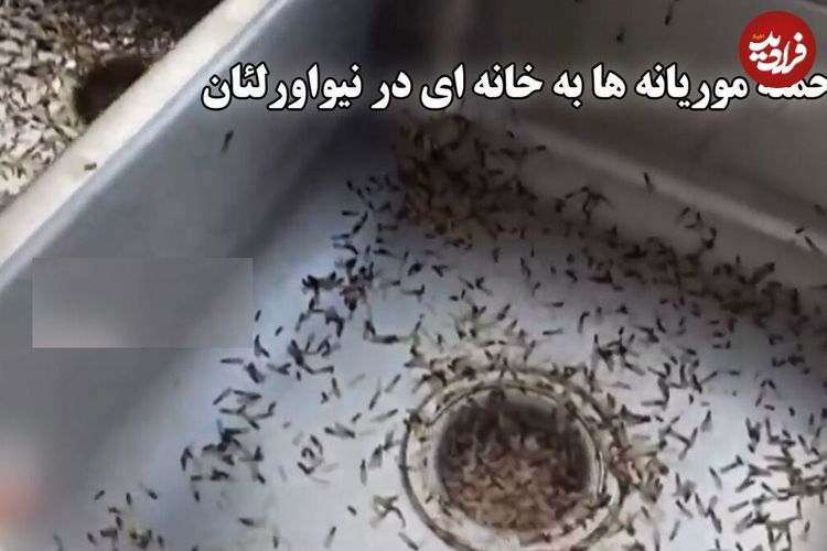 ببینید؛ حمله وحشتناک موریانه‌ها به خانه‌ای در حومه نیواورلئان