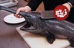 ببینید؛ غذای خیابانی در ژاپن؛ برش ماهرانه پادل ماهی کمیاب و تهیه انواع غذا با آن
