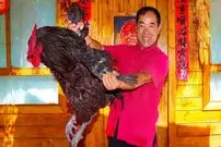 ببینید| غذای روستایی در چین؛ پخت یک غذای خاص با خروس سیاه بزرگ