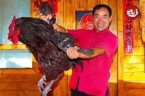 ببینید| غذای روستایی در چین؛ پخت یک غذای خاص با خروس سیاه بزرگ