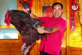 ببینید| غذای روستایی در چین؛ پخت یک غذای خاص با خروس سیاه بزرگ