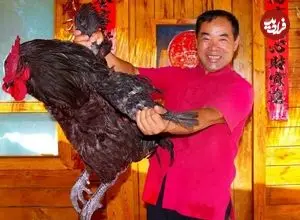 ببینید| غذای روستایی در چین؛ پخت یک غذای خاص با خروس سیاه بزرگ