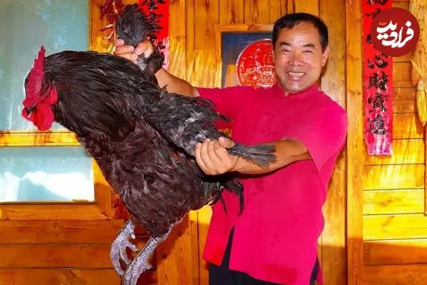 ببینید| غذای روستایی در چین؛ پخت یک غذای خاص با خروس سیاه بزرگ