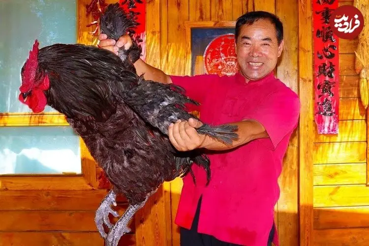 ببینید| غذای روستایی در چین؛ پخت یک غذای خاص با خروس سیاه بزرگ