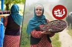 ببینید؛ غذای روستایی در مازندران؛ برداشت آلو وحشی از جنگل و تهیه رب با آن ها