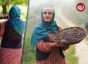 ببینید؛ غذای روستایی در مازندران؛ برداشت آلو وحشی از جنگل و تهیه رب با آن ها