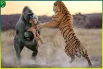 ببینید| 13 لحظه زیبا و شگفت انگیز از کمک حیوانات به یکدیگر