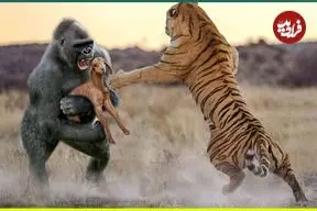 ببینید| 13 لحظه زیبا و شگفت انگیز از کمک حیوانات به یکدیگر