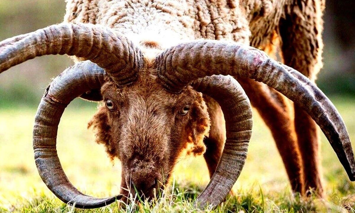(تصاویر) مانکس لوگتان؛ کمیاب‌ترین گوسفند جهان با چهار شاخ ماقبل تاریخ!