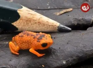 کشف «وزغ نارنجی» که به اندازۀ نوک مداد است