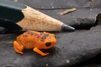 کشف «وزغ نارنجی» که به اندازۀ نوک مداد است