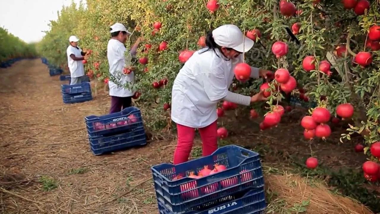 (ویدئو) فرآیند کاشت و برداشت مرغوب ترین انار جهان در هند، افغانستان و آمریکا