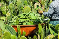 (ویدئو) فرآیند برداشت کاکتوس؛ چگونه از کاکتوس کیک درست می کنند؟
