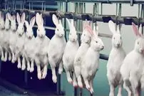 (ویدئو) فرآیند برش و پردازش گوشت خرگوش، کانگورو، خوکچه هندی و راسو