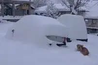 (ویدئو) دفن خودروها زیر برف سنگین جواهرده رامسر