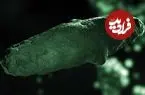 آیا دنباله‌دار «۳آی/اطلس» متعلق به فرازمینی‌هاست؟