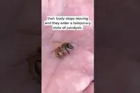 (ویدئو) لحظه زنده شدن زنبور عسل یخ زده با حرارت نفس