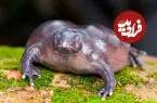 عکس| قورباغه ای که با سرش زمین را می کند؛ یکی از عجیب ترین دوزیستان جهان