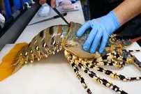 ببینید| غذای خیابانی در ژاپن؛ برش لابستر رنگین کمانی و تهیه 3 نوع غذا با آن در اوکیناوا