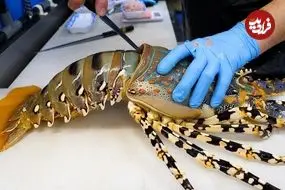 ببینید| غذای خیابانی در ژاپن؛ برش لابستر رنگین کمانی و تهیه 3 نوع غذا با آن در اوکیناوا