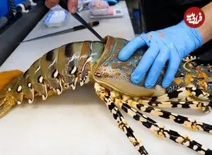ببینید| غذای خیابانی در ژاپن؛ برش لابستر رنگین کمانی و تهیه 3 نوع غذا با آن در اوکیناوا