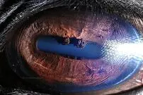 (عکس) کشف دنیاهای ناشناخته در چشم حیوانات