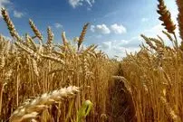 روش جدید برای تامین ویتامین D