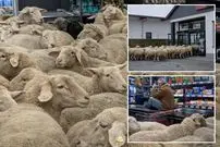 ببینید| لحظه خنده‌دار ورود گله گوسفند به داخل یک فروشگاه مواد غذایی در آلمان