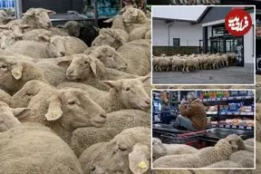 ببینید| لحظه خنده‌دار ورود گله گوسفند به داخل یک فروشگاه مواد غذایی در آلمان
