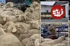 ببینید| لحظه خنده‌دار ورود گله گوسفند به داخل یک فروشگاه مواد غذایی در آلمان